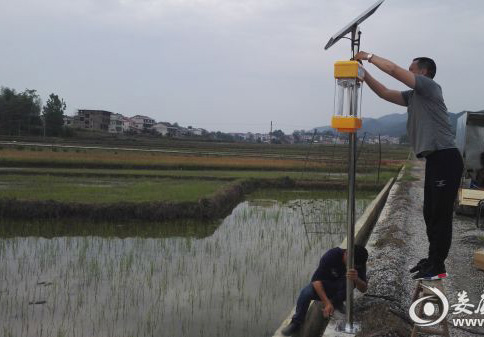 太陽能殺蟲燈助力湖南建設生態(tài)優(yōu)質米示范基地